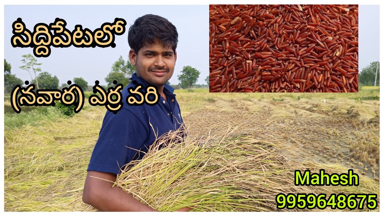 Organic Red Rice/Erra vari /Navara paddy/Organic Navara vari/mahesh maku/Erra vadlu