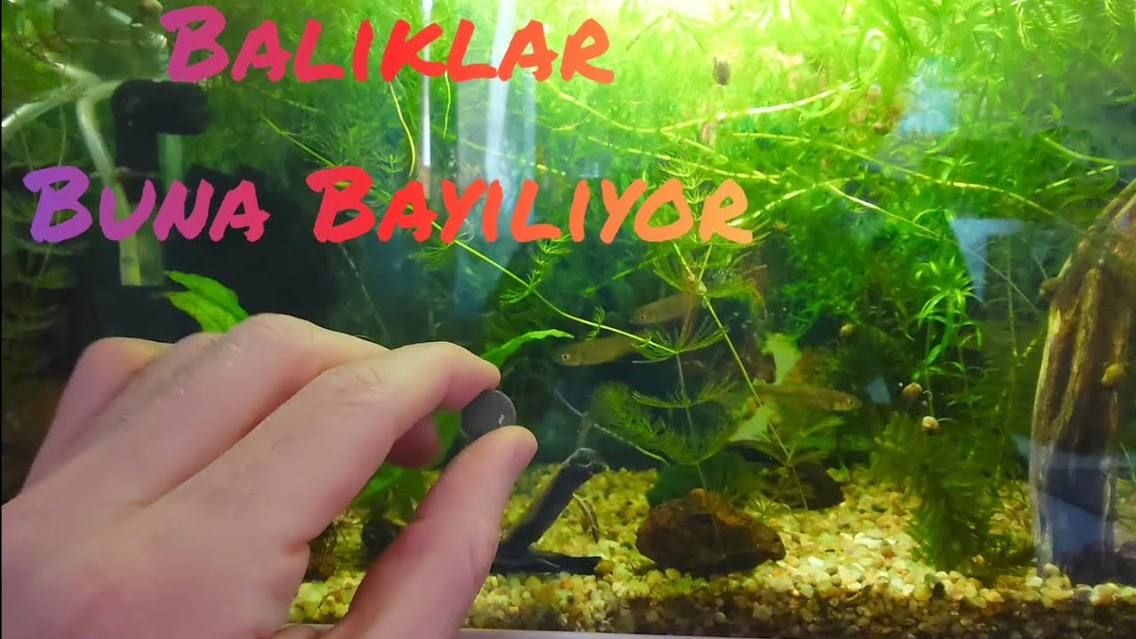 Balıkların Çok Sevdiği Yem - Spirulina