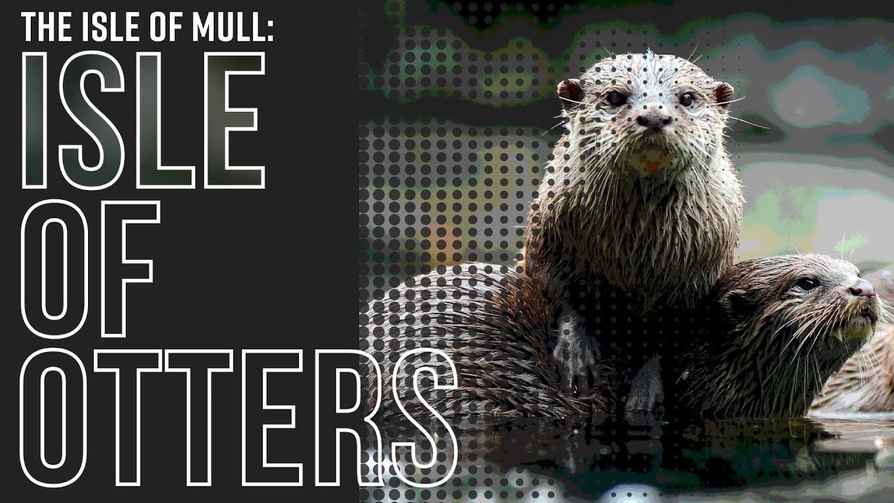 Isle of Otters | The Isle of Mull