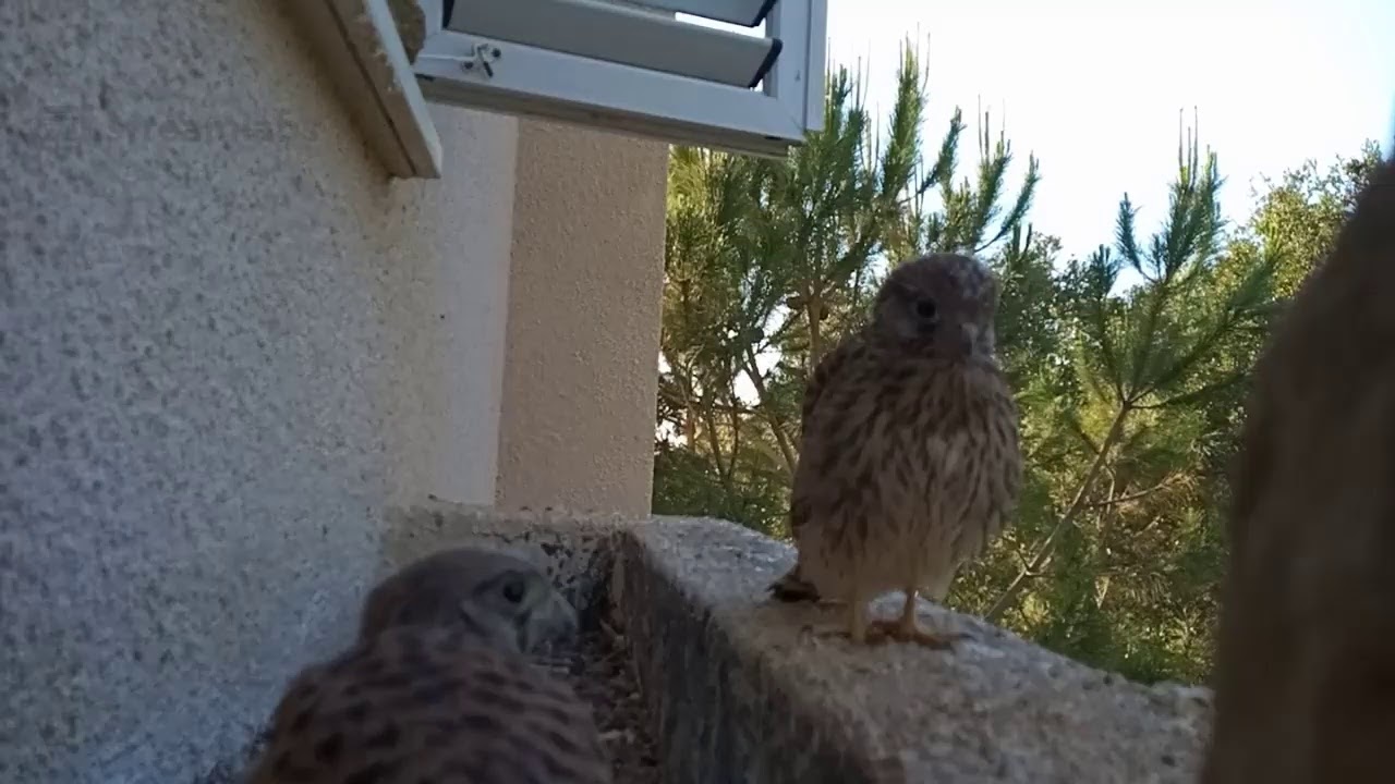 Common Kestrel nest | Гнездо сокола пустельги