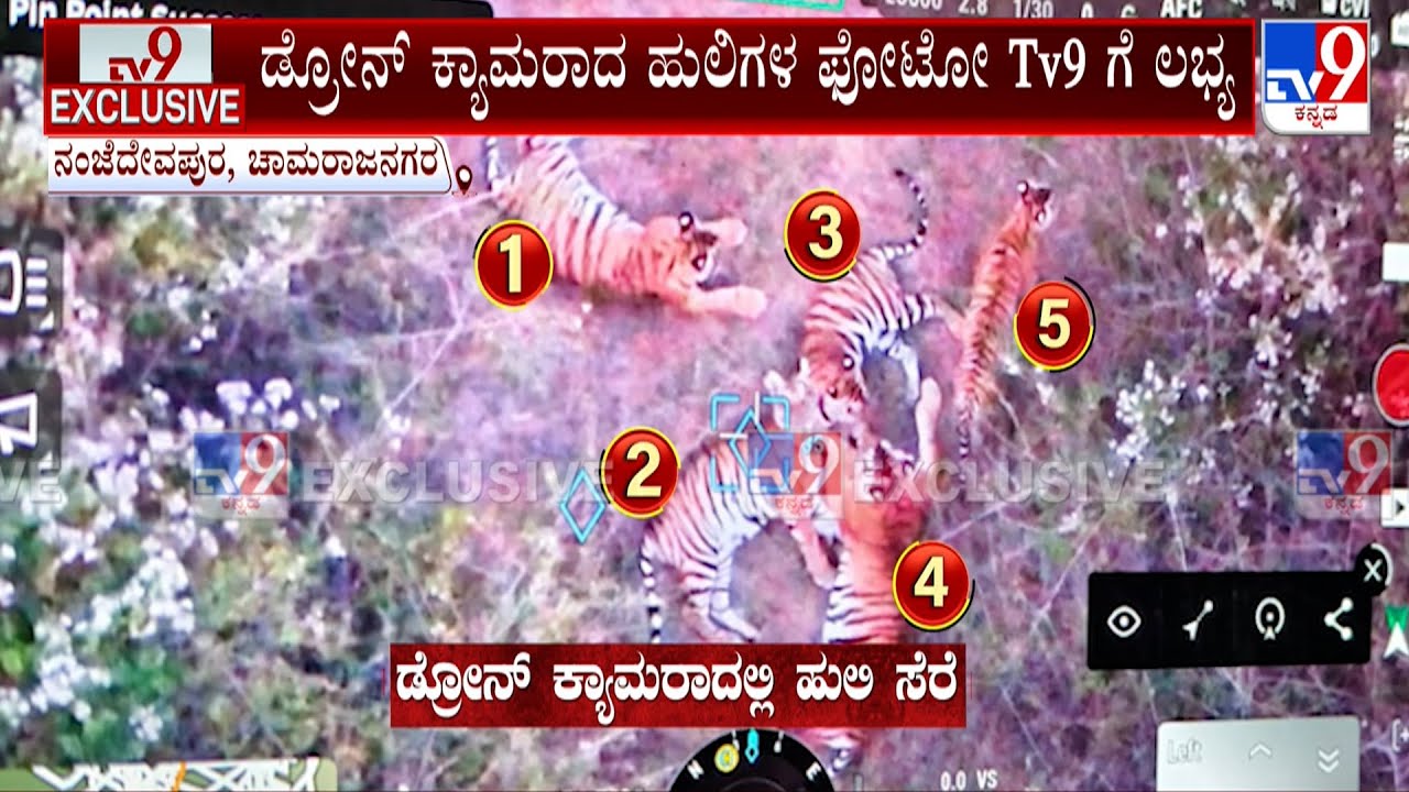 Five Tigers Spotted Near Chamarajanagar: ಕಲ್ಲು ಕ್ವಾರಿಯಲ್ಲಿಯೇ 5 ಹುಲಿಗಳು ಮಲಗಿರುವ ದೃಶ್ಯ