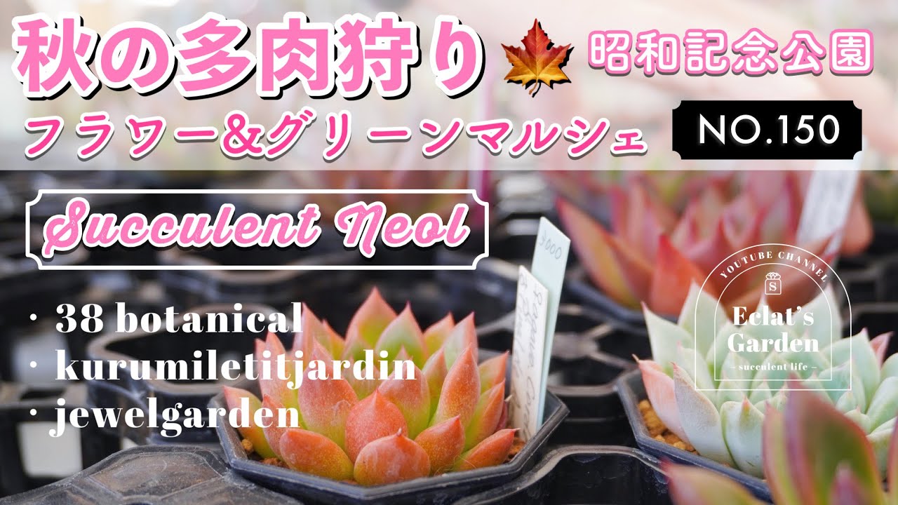 NO.150【多肉植物】可愛い多肉とリメ鉢寄せ植えの多肉祭り✨