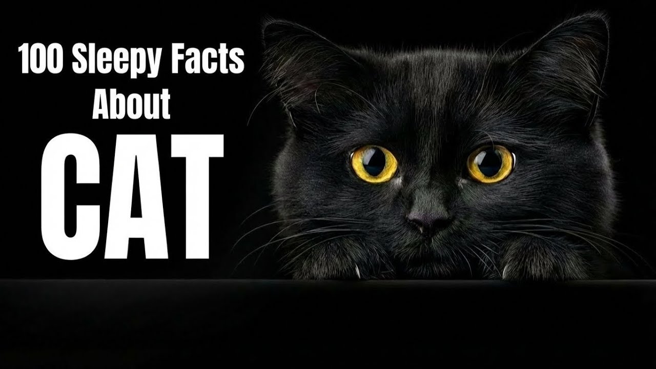 Fall Asleep Gently with Relaxing Cat Facts | Calm Audio for Sleep
