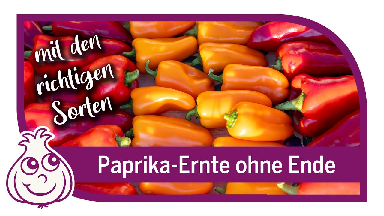 So geht Paprika-Anbau – Paprika Wahnsinn im Oktober