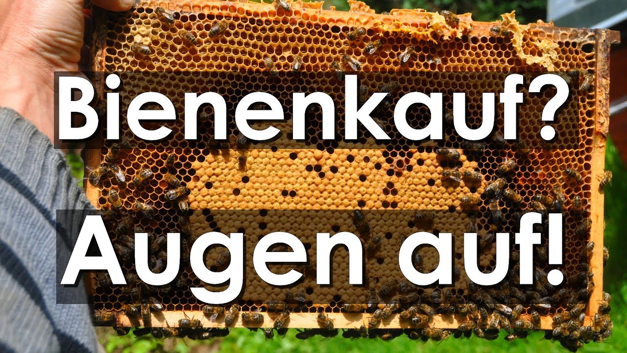 Vorsicht Betrug! Augen auf beim Dunkle Biene Kauf!