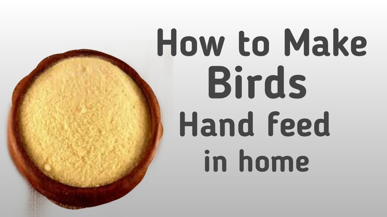How to make hand feed in home | birds ka liye hand feed ghar mein khud banye
