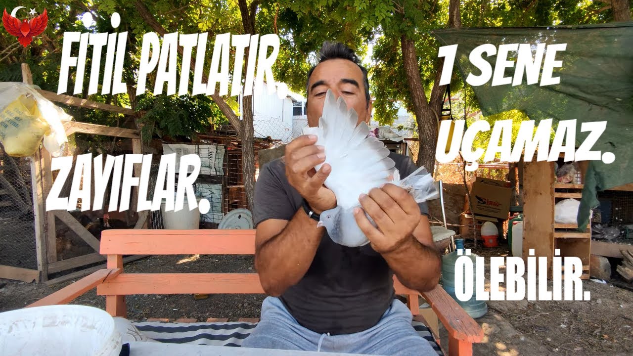 MAKASLI KUŞA YAPILMAMASI GEREKENLER. #pigeon #güvercin #oyunkuşu #hayvanlaralemi #taklacıgüvercin