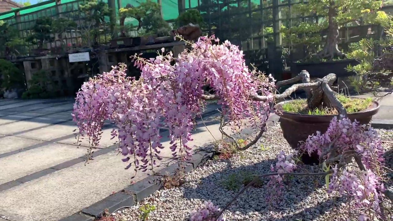 Late Spring Nursery Walk