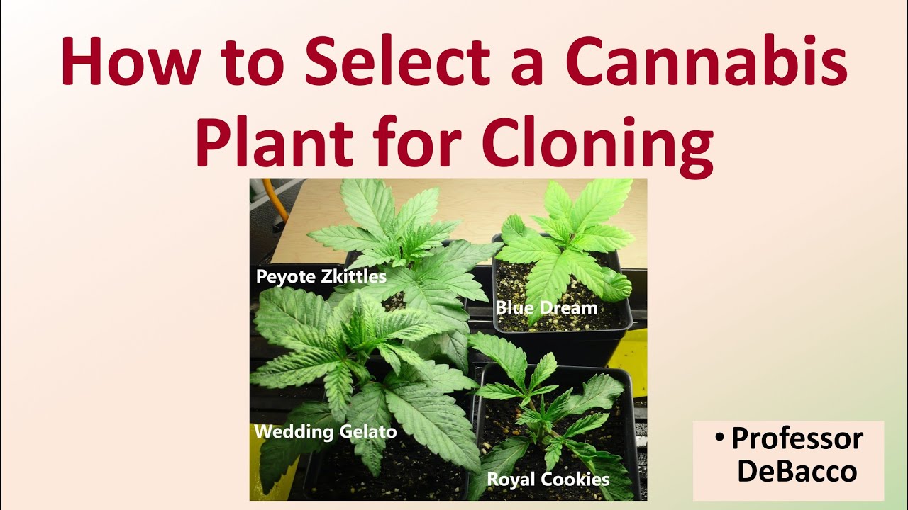 How to Select a Cannabis Plant for Cloning