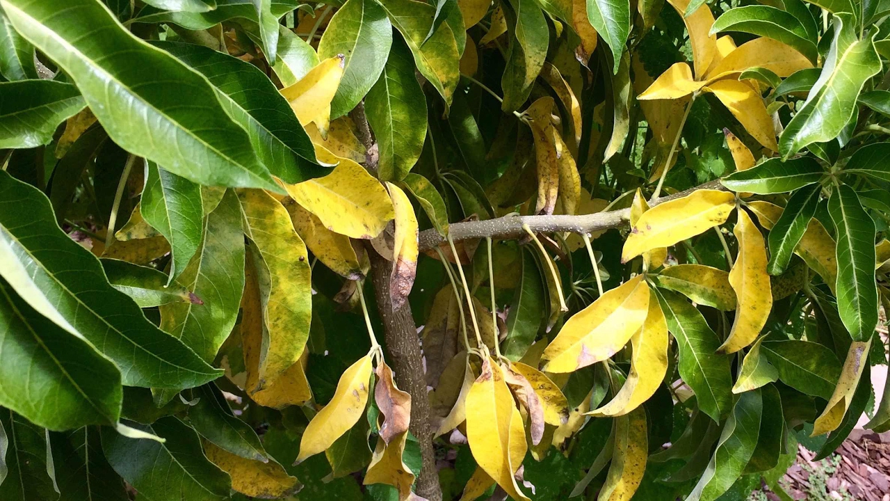 Suebelle Sapote (Leaf Drop)