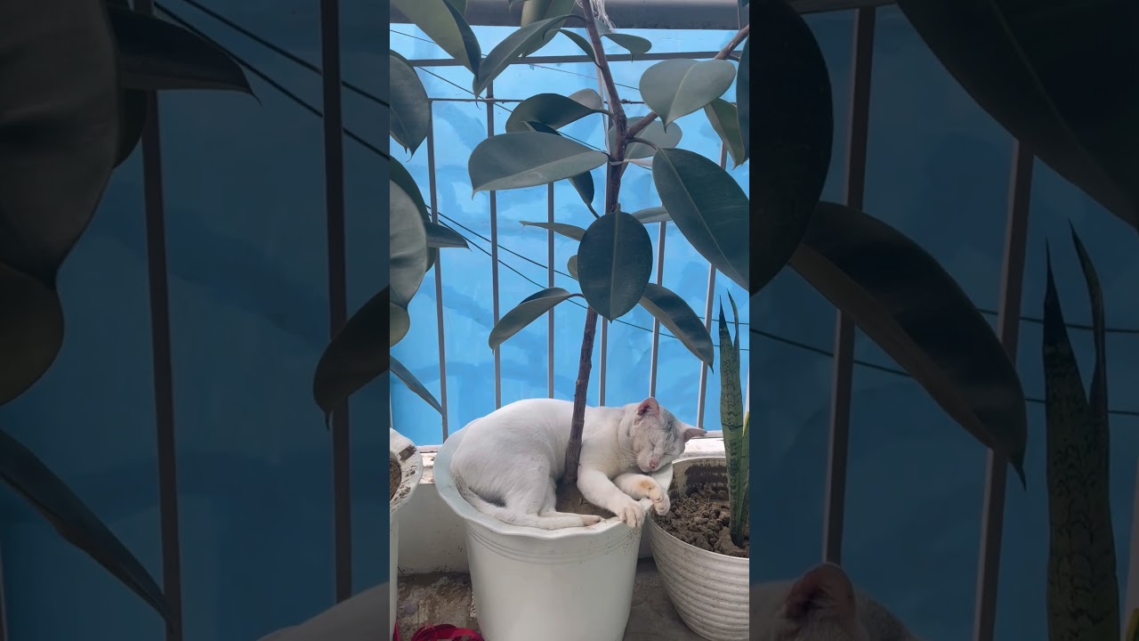&ldquo;The Plant Guardian: Cat Edition 🌱🐱&rdquo; #cat #plants #meow  #straycats