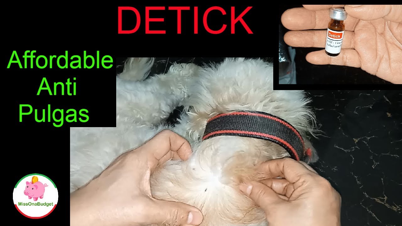 DETICK how to apply on dogs II Anti Tick and Flea that we use for our Cats and Dogs ❤️ MissOnaBudget