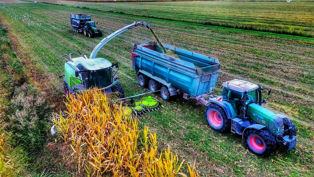 Урожай кукурузы 2025 CLAAS JAGUAR