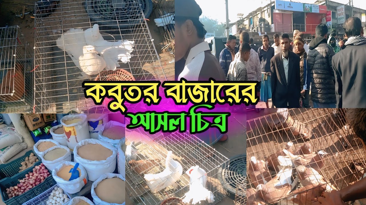 কবুতর হাটে গিয়ে কবুতর দেখলাম.🕊️🥰 