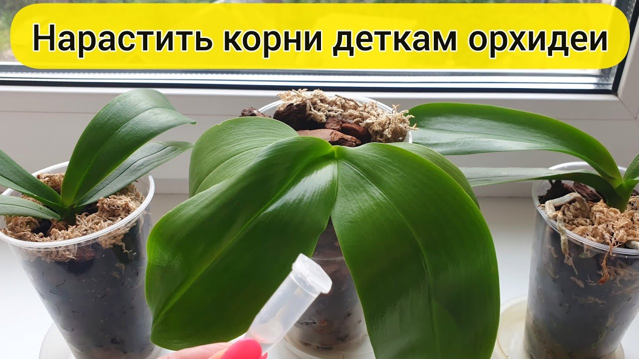 Надо так поливать ДЕТКУ ОРХИДЕИ для РОСТА КОРНЕЙ орхидей // СТИМУЛЯТОР НАРАСТИТЬ КОРНИ орхидеи