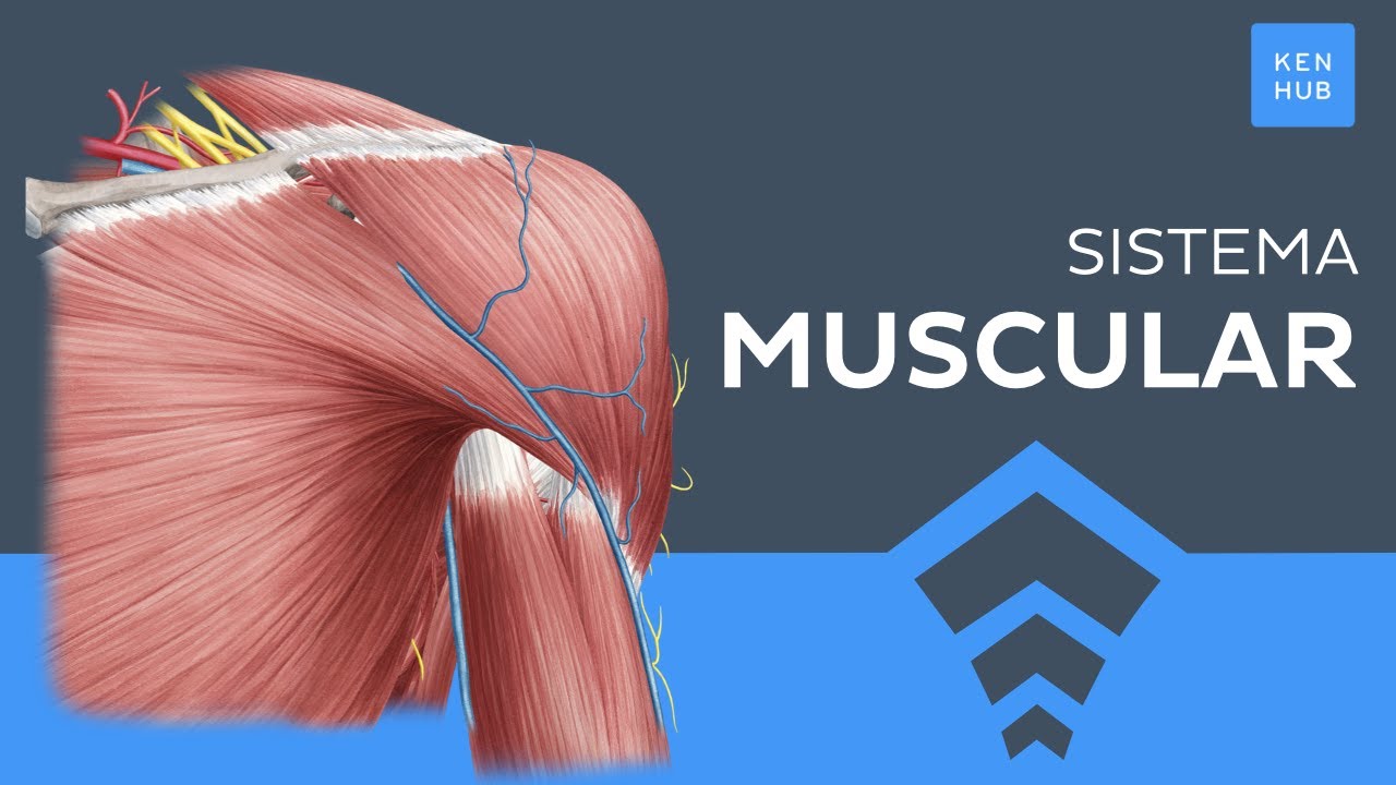 Sistema muscular: Tipos, Clasificaci&oacute;n, M&uacute;sculos principales - Anatom&iacute;a Humana | Kenhub