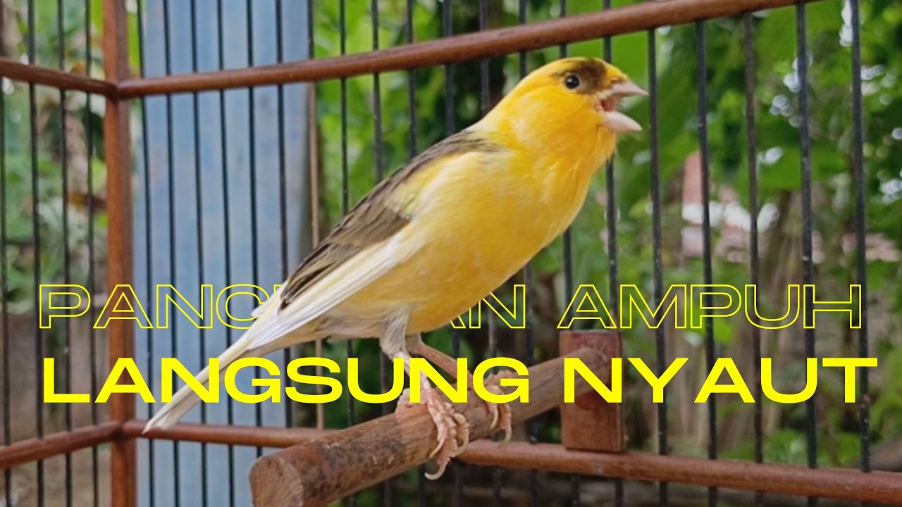 Pancingan Ampuh untuk Kenari Muda Agar Cepat Gacor Cocok untuk Terapi Kenari Macet Bunyi !!