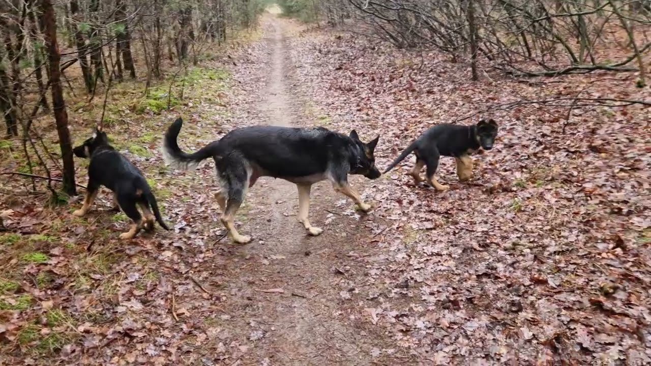 Wandelen in de Pielus
