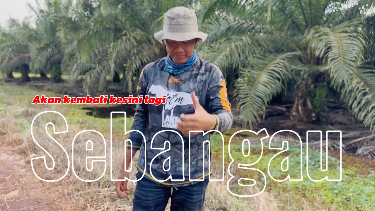 BERBURU PAPUYU BABON SEBANGAU KALTENG || AKAN KEMBALI LAGI KE SPOT INI