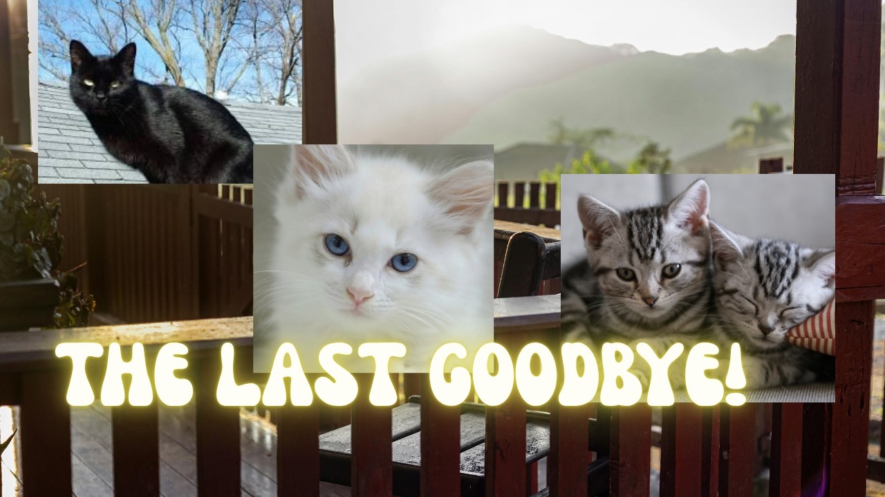 The Ending of the Cat Story… I Wasn’t Ready for This | Part 2