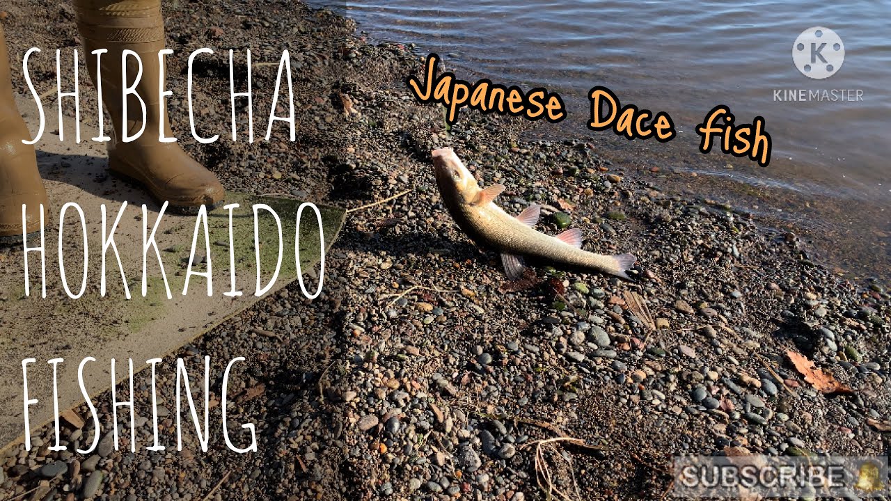 Shibecha Fishing | Japanese Dace Fishing | Shibecha Toro Lake