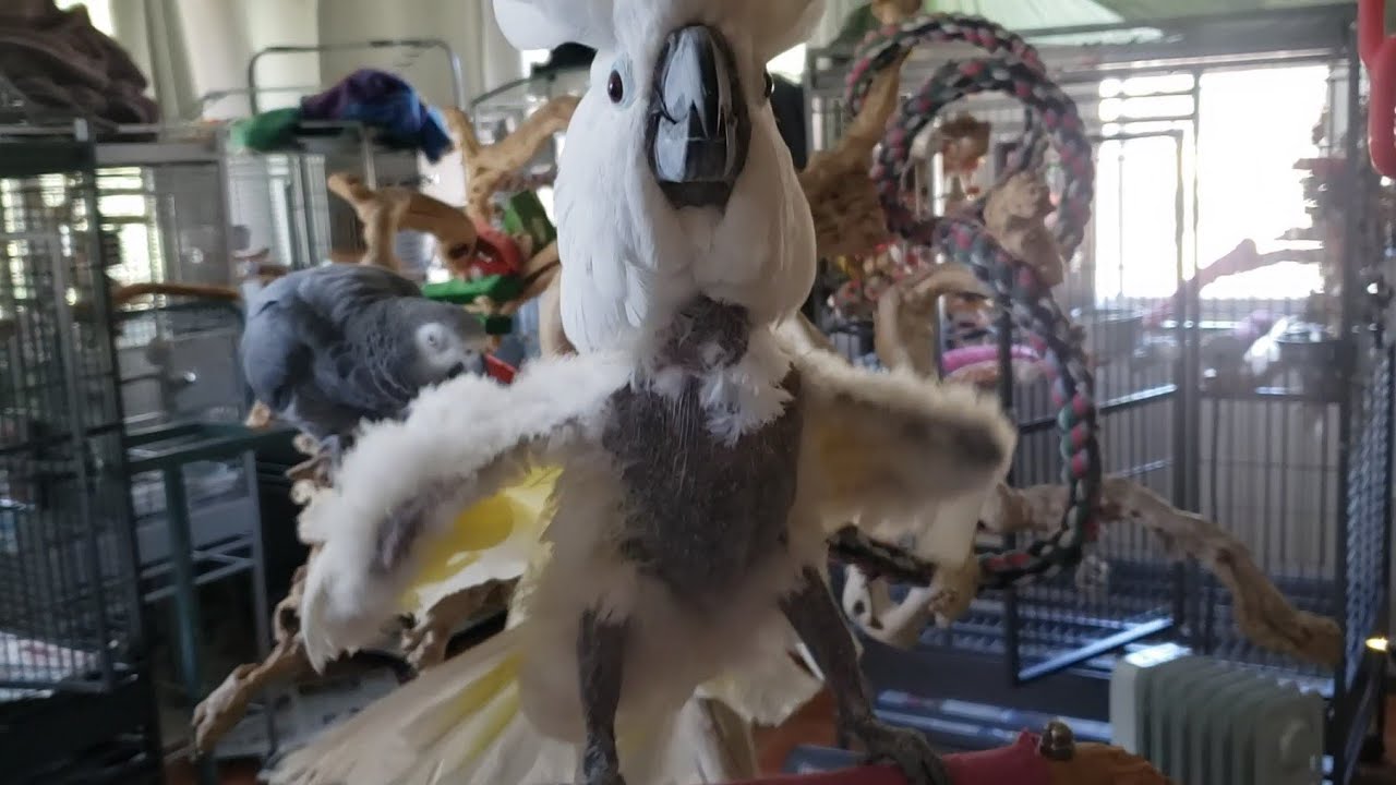 Sunday Bird Room Live With Parrot Playhouse