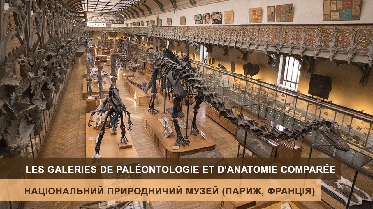 Les Galeries de Pal&eacute;ontologe et d'Anatomie compar&eacute;e #Paris #France | Національний природничий музей