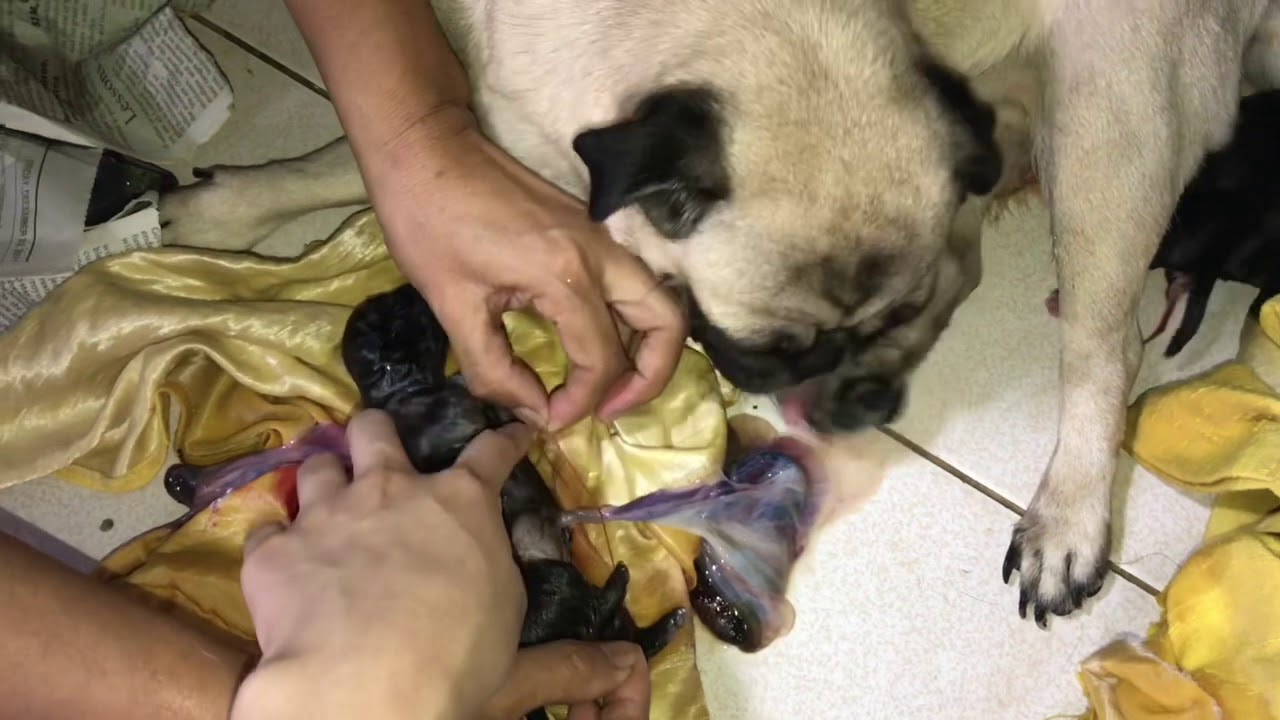 Pug giving birth 6/27/2019
