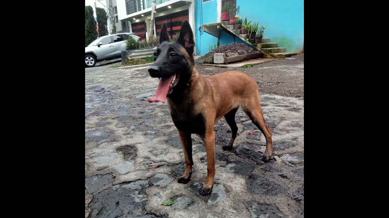 EL BELGA MALINOIS Y MI EXPERIENCIA CON LA RAZA!