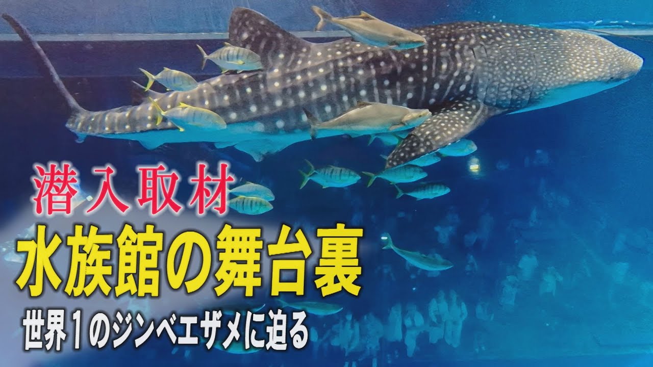 【潜入取材】沖縄美ら海水族館の舞台裏　世界一のジンベエザメ　大水槽にカメラが迫る　【どローカルリポート】