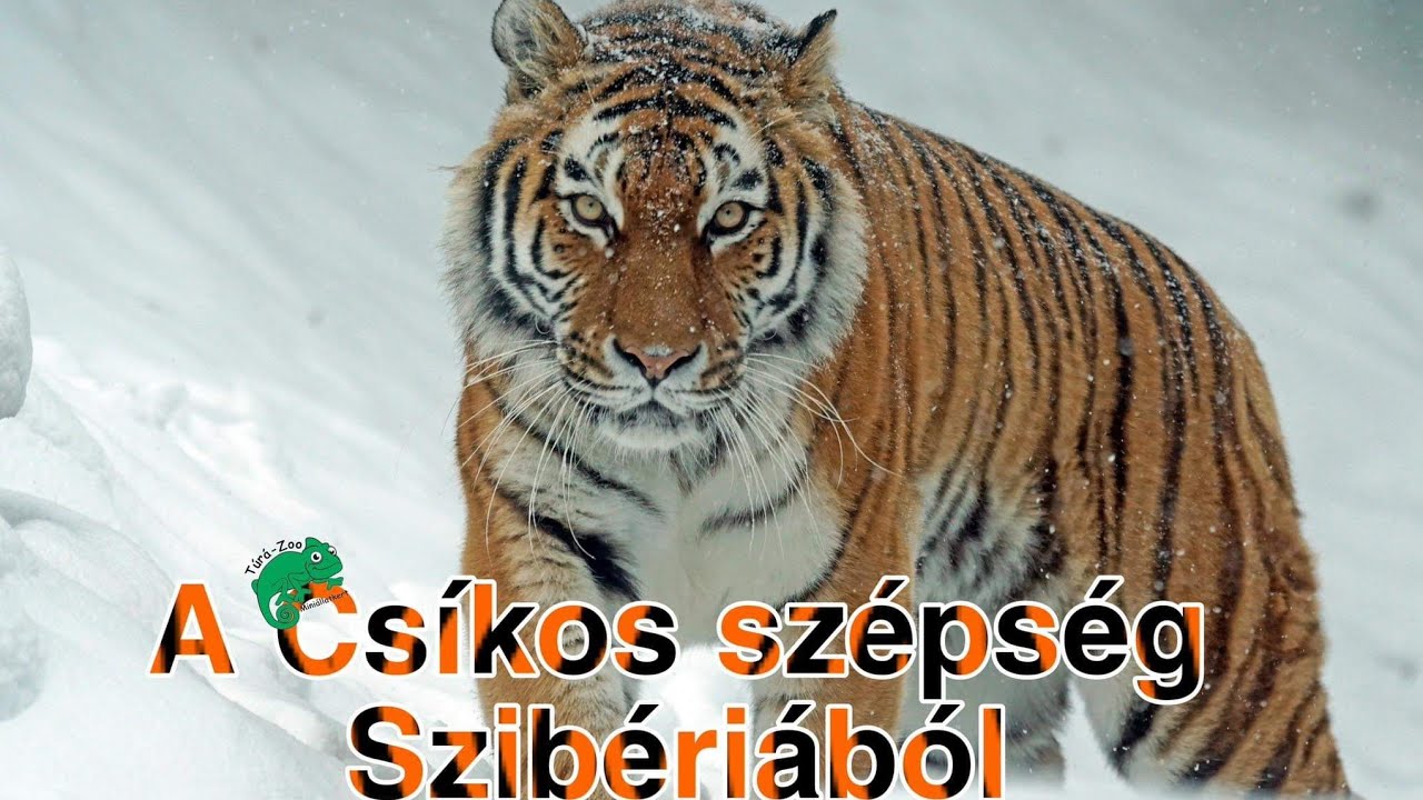 A CSÍKOS SZÉPSÉG SZIBÉRIÁBÓL.