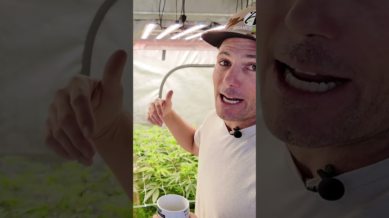 Living Soil Overwatering vs Nutrient Deficiency