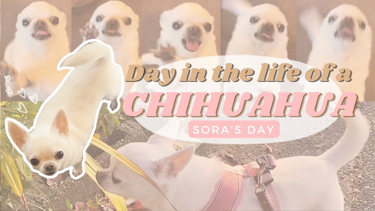 A Day In The Life Of A Chihuahua / Sora’s Day / Having a dog in Japan ❤️