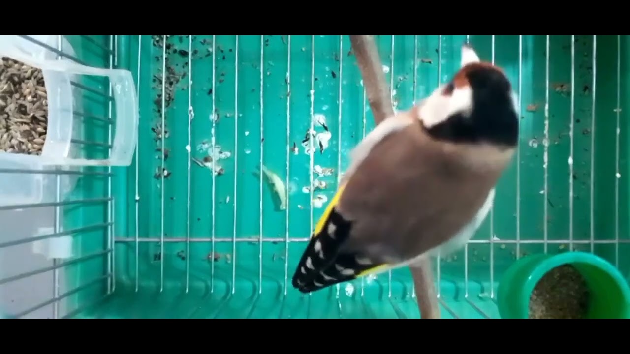 استمتع بهاد الحسون  #تغريد_المقنين #birds #chardonnerert_algérie 
