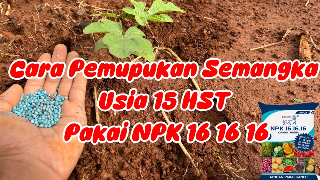 CARA PEMUPUKAN SEMANGKA USIA 15 HST PAKAI NPK 16 16 