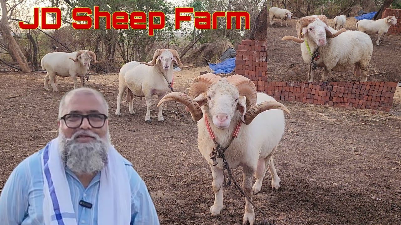 Biggest Sheep Farm | No 1 Tyaari | 100 Kg Plus | JD Sheep Farm | Imran Bhai.