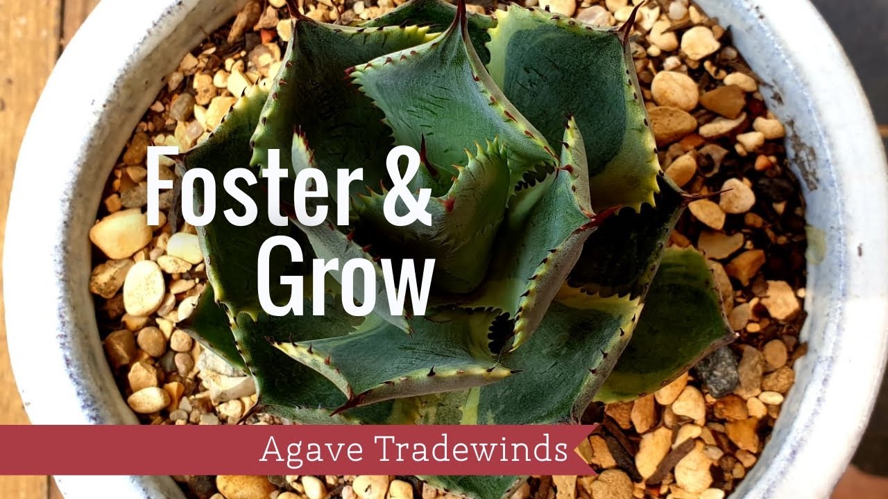 Agave Tradewinds: Your Ultimate Plant Guide!