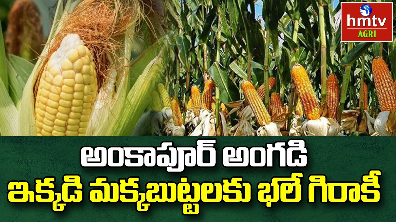 అంకాపూర్ అంగడి ఇక్కడి మక్కబుట్టలకు భలే గిరాకీ | Full Demand for Ankapur Corn | Maize | hmtv Agri