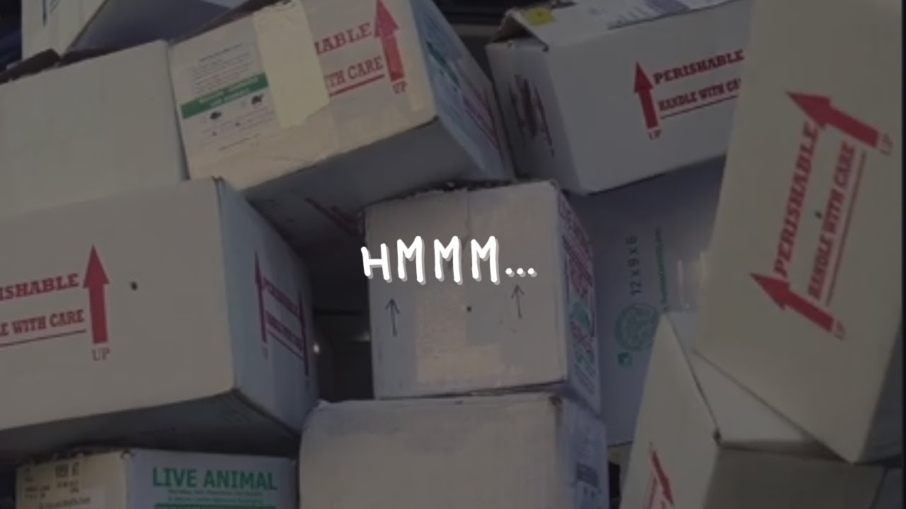 Morph Market now ships, my thoughts