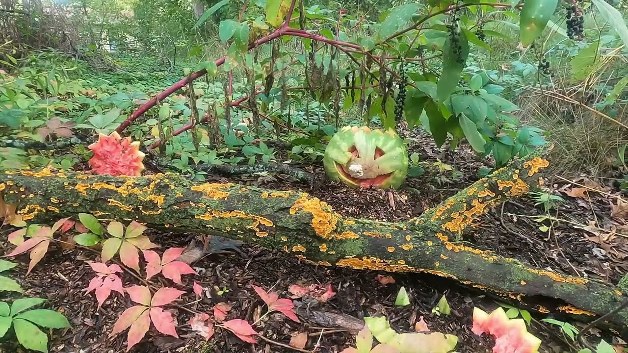 The Rotting Pumpkins of Fall: Beginnings