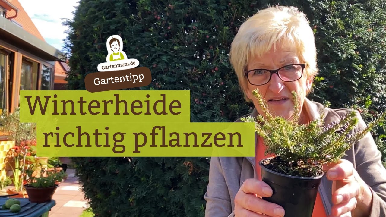 Heidekraut für den Winter: Winterheide (Erika) richtig pflanzen