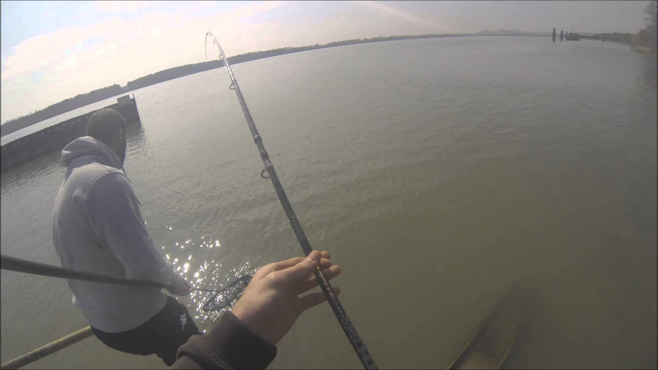 M&eacute;thod feeder Rh&ocirc;ne 03/2016 jolie Carpe lin&eacute;aire de 15,300kg