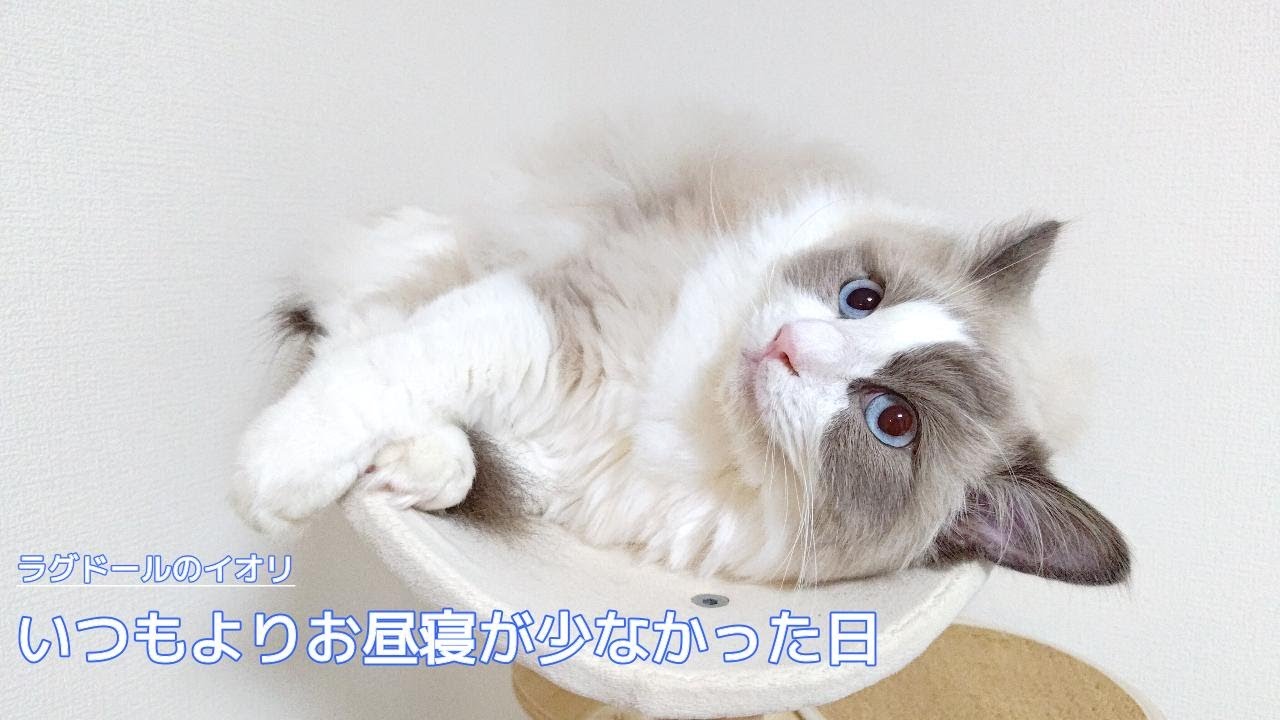 【ラグドール】いつもよりお昼寝が少なかった日