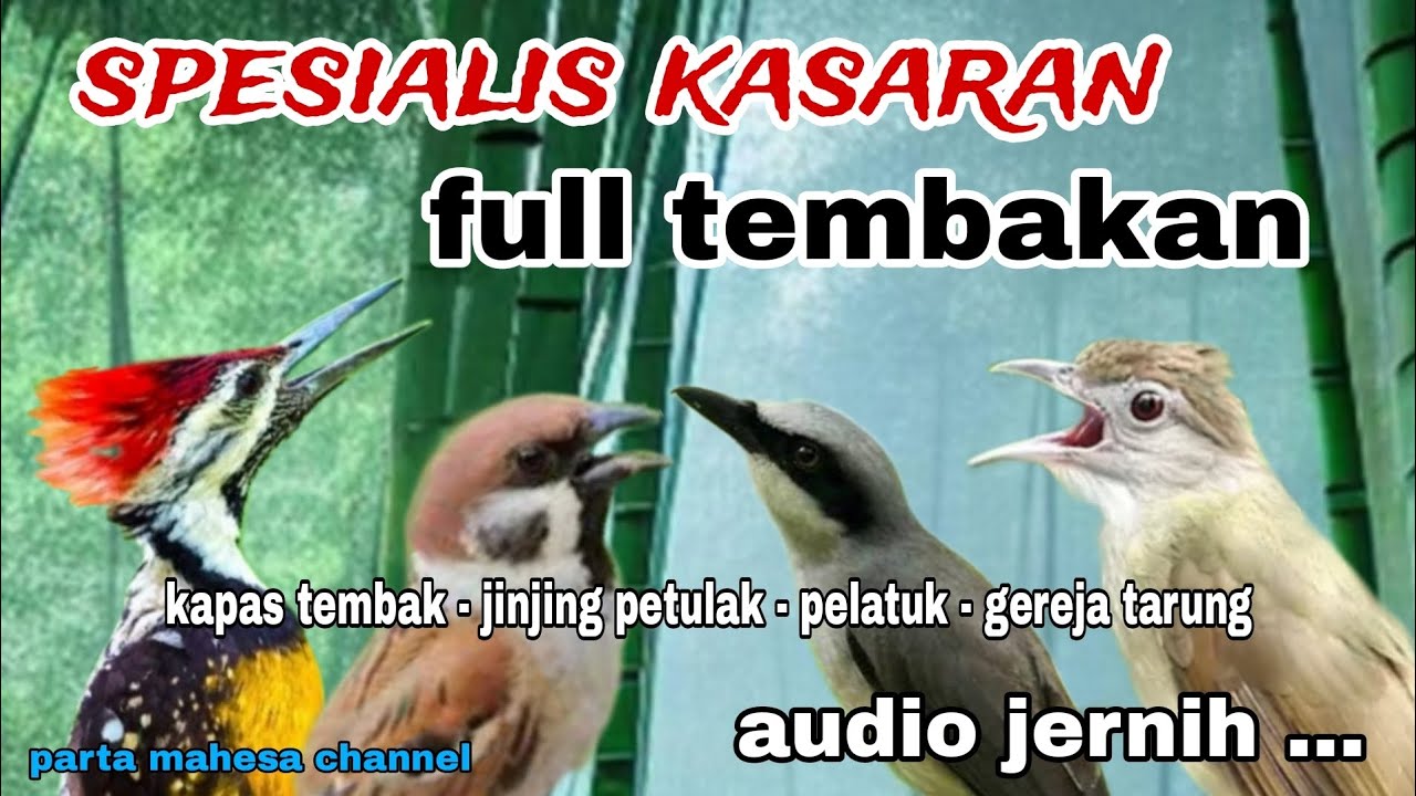 Masteran Spesialis Tembakan Kasar Kapas tembak, Jinjing petulak, Gereja tarung, Pelatuk bawang