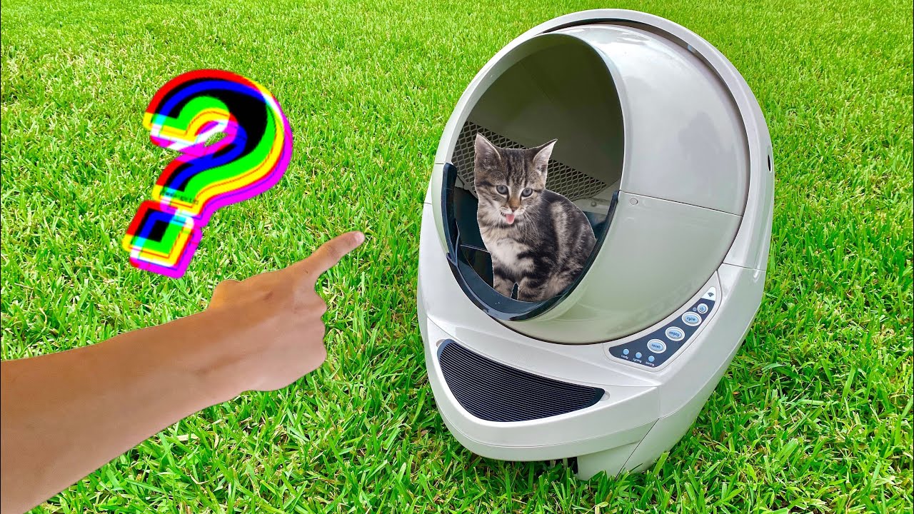 RESCUED CAT gets NEW SPACE POD?? or LITTER BOX??