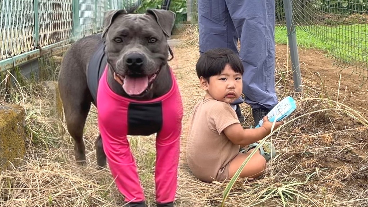 赤ちゃんとピットブルでお散歩したらヤバいことになりました…