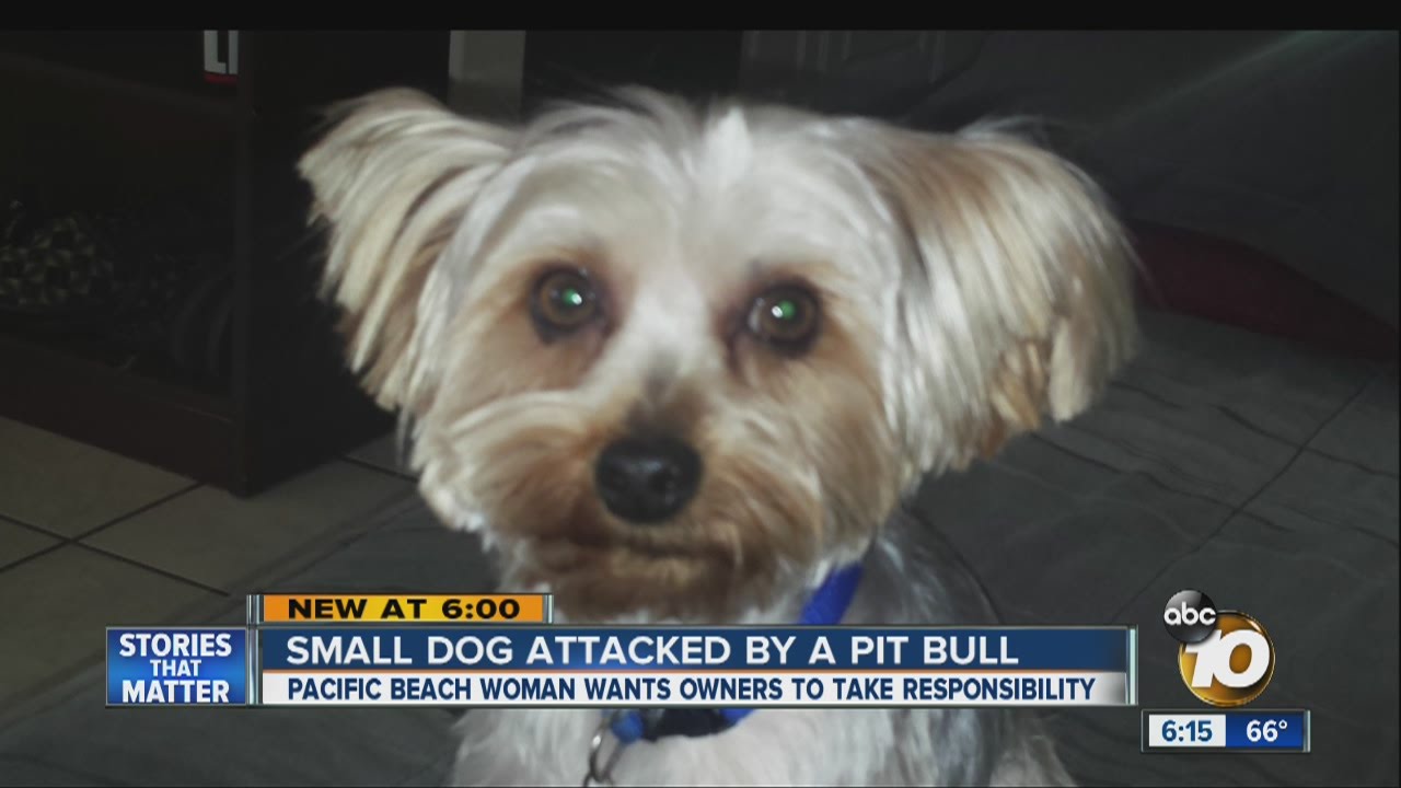 Small dog dies after being attacked by pit bull