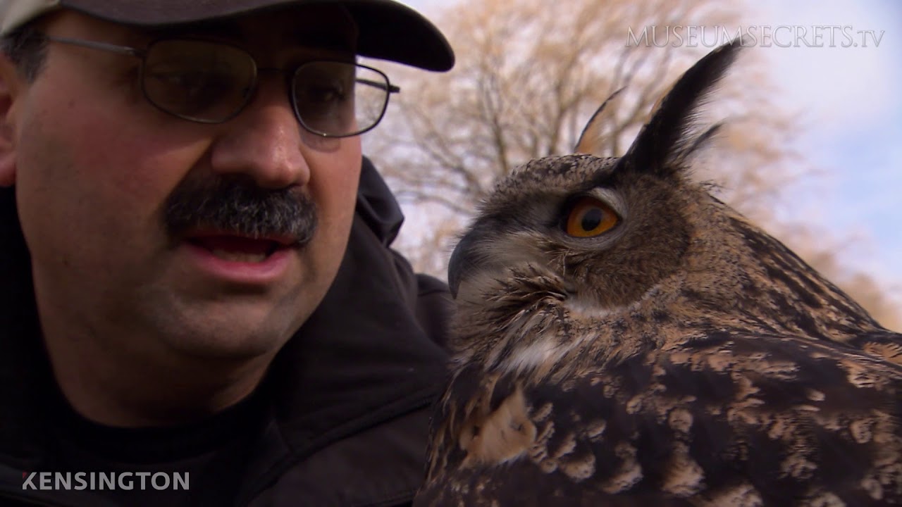 Breeding Birds of Prey