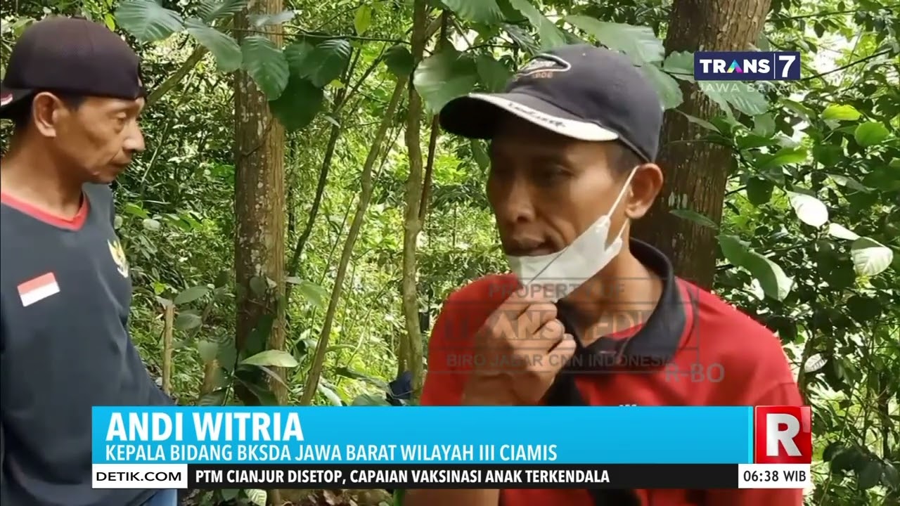 Macan Tutul Masuk Ke Permukiman Warga di Kuningan, Perburuanpun dilakukan