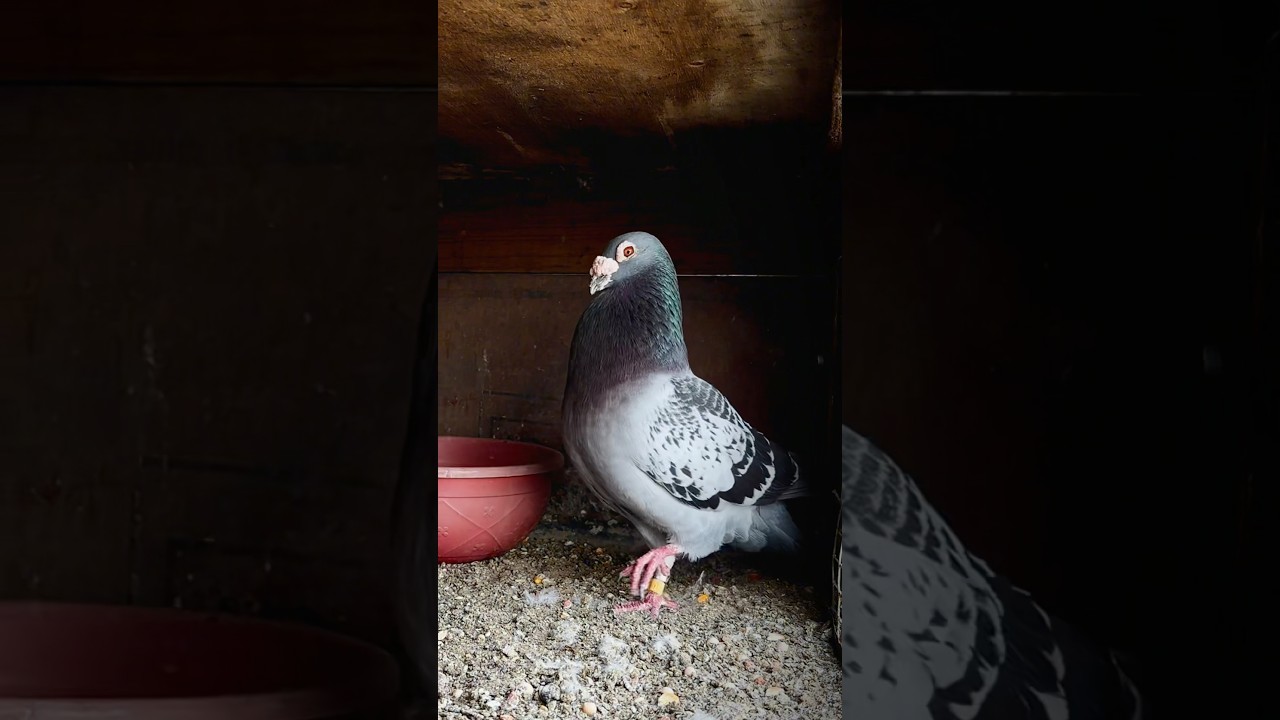 Homer Pegions 🔥 #breedingpair #pigeon #songlove #tamilmusic #kabootar #leo #tamil #racinghomers